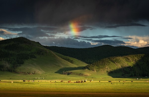 Orkhon valley nomadic life with grazing animals and gers in the back