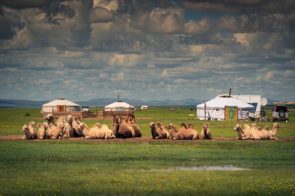 Camels laying on the ground in front of the gers