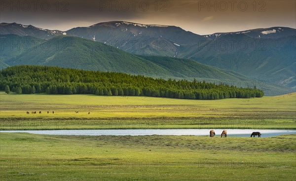 Three horses on the shore of the pond