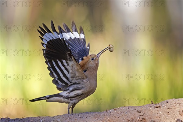 Hoopoe