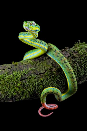 Palawan pit viper