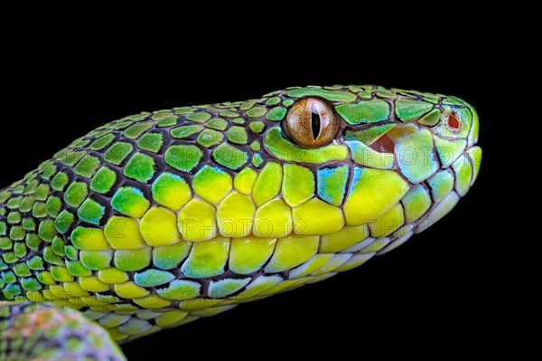 Palawan pit viper