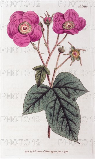 Purple-flowered raspberry