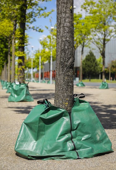 Water sacks irrigate trees in the urban area during drought