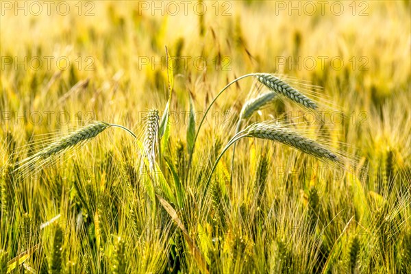 Close-up of a wheat ear in a wheat field