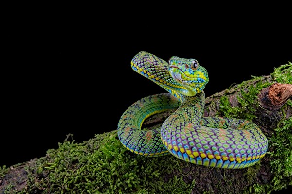 Palawan pit viper