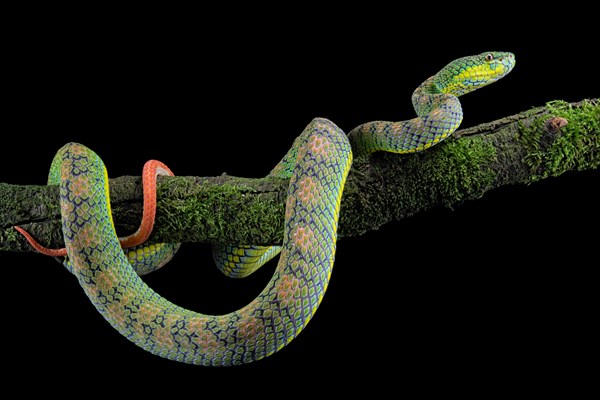 Palawan pit viper