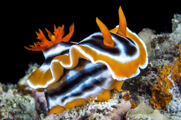 Magnificent Chromodoris