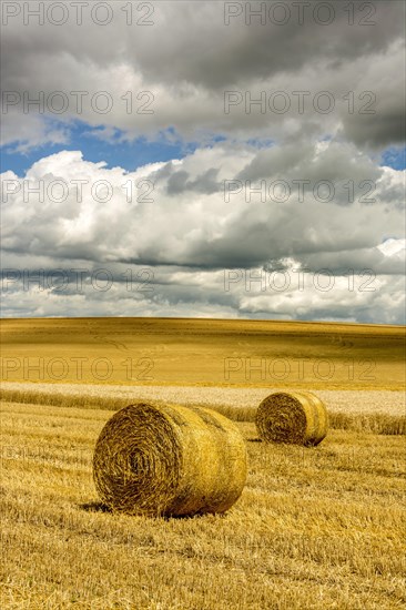 Bales of straw in harvested fields