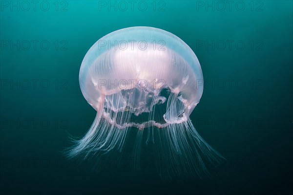 Moon Jellyfish