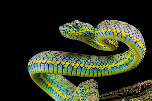 Palawan pit viper