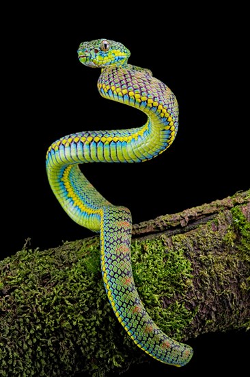 Palawan pit viper