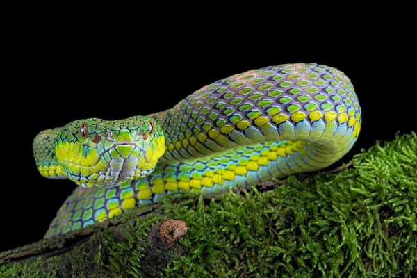 Palawan pit viper