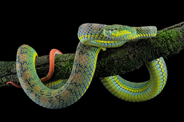 Palawan pit viper