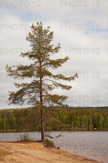 Landscape photo tree at the lake. Near Posio