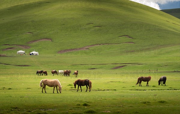 Horses on the pasture