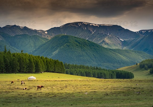 A nomad tent or ger in summer in front of the Hanhuhii Mountains