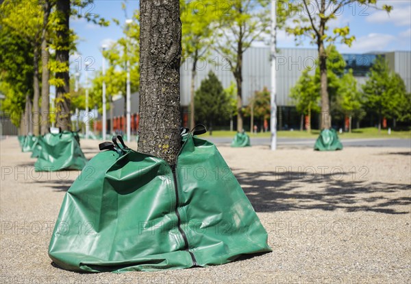 Water sacks irrigate trees in the urban area during drought