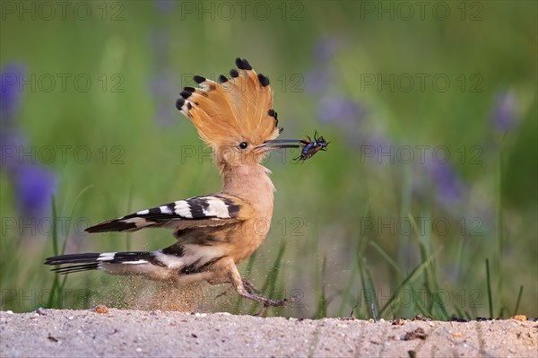 Hoopoe