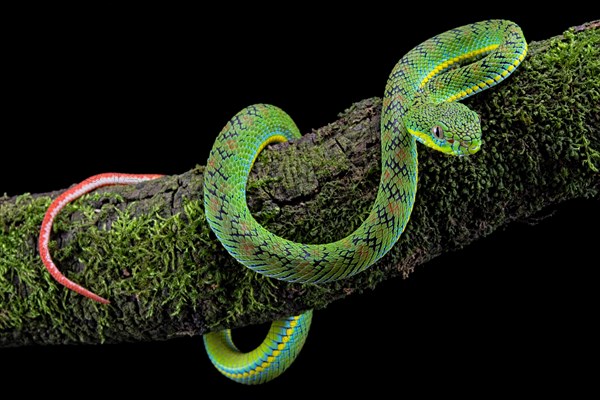 Palawan pit viper