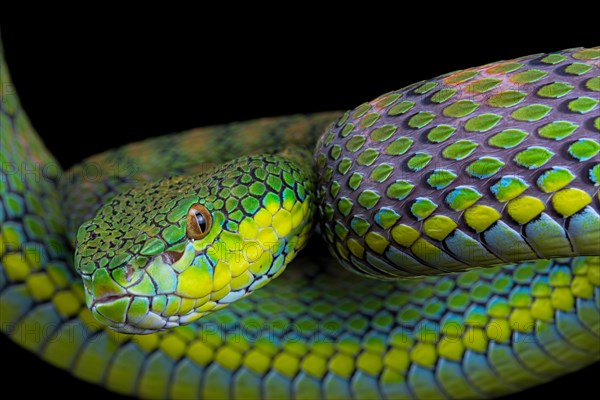 Palawan pit viper