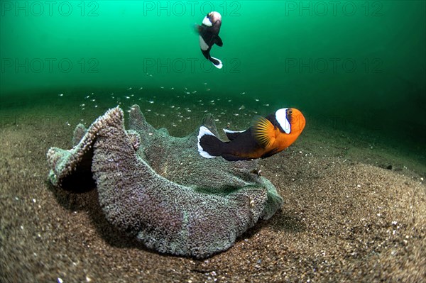 Pair of animals from Saddleback clownfish