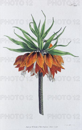 Crown imperial