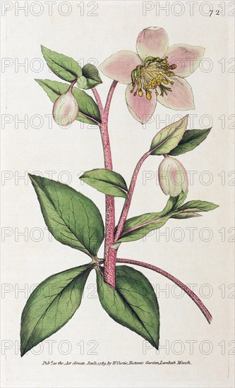 Mallorcan hellebore