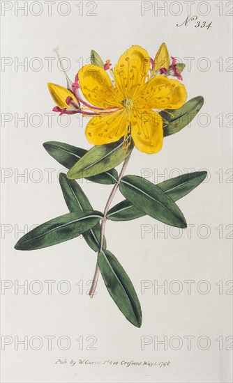 St John's wort