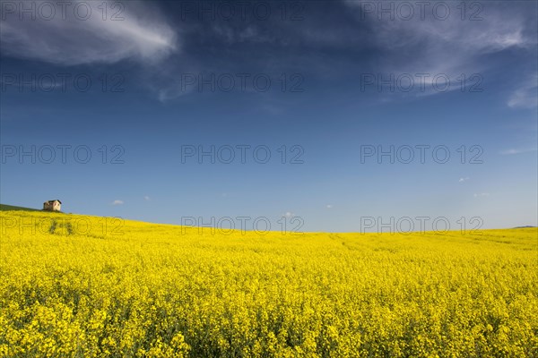 Flowering rape field