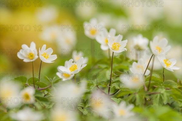 Wood anemones