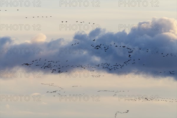 Common crane