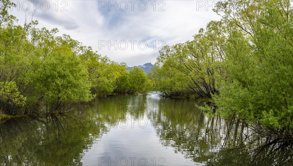 Trees reflected in the lake