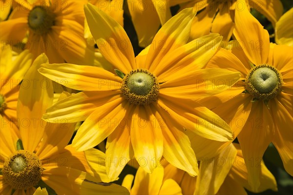 Black-eyed Susan