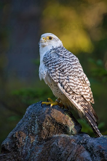 Gyrfalcon