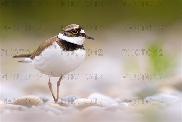 Little ringed plover