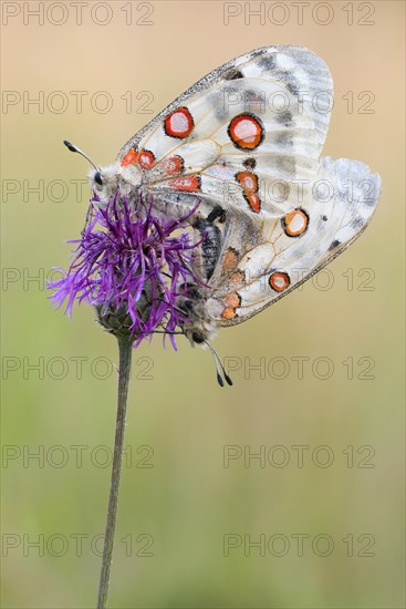 Red Apollo