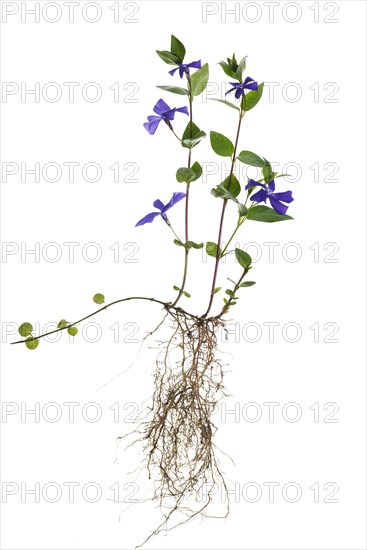 Blooming Bigleaf Periwinkle