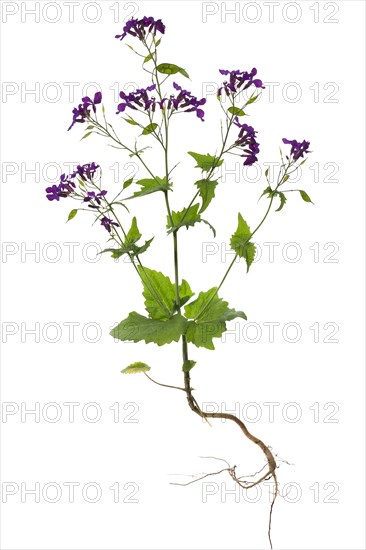 Blooming annual honesty