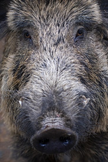 Wild boar