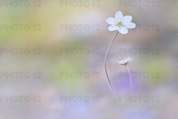 Common hepatica white