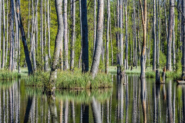 Alder swamp forest in the Briesetal nature reserve