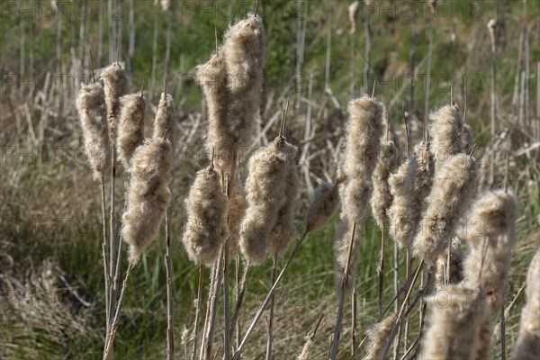 Seeds of Bulrush