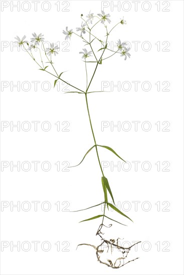 Greater stitchwort