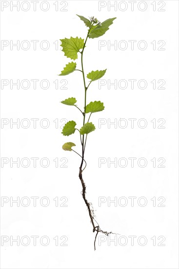 Garlic mustard