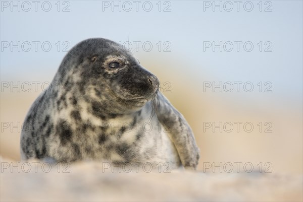 Grey seal