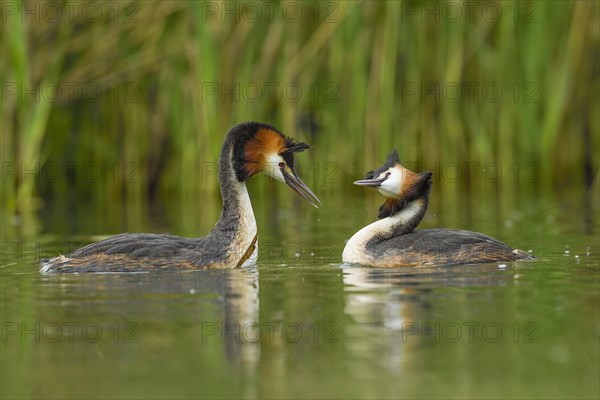 Great crested grebes