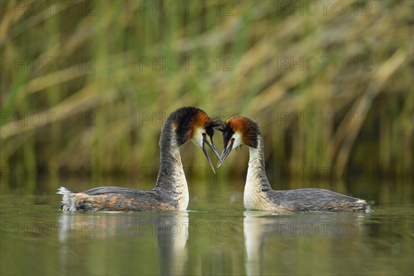 Great crested grebes