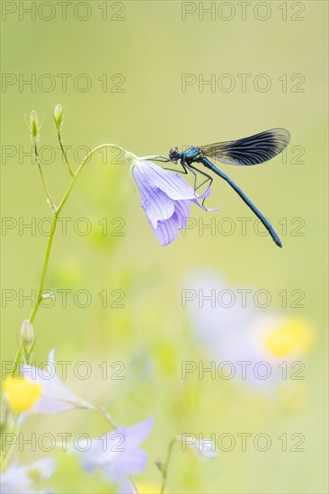 Banded demoiselle