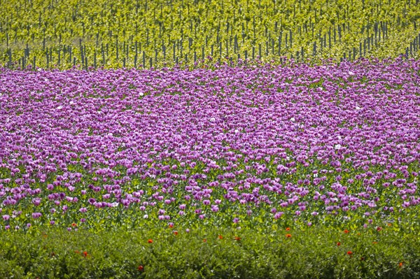 Opium poppy